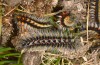 Chondrostega vandalicia: Half-grown larvae in different instars in early spring (e.l. rearing, Central Spain, Sierra de Gredos, young larvae in mid-October 2021) [S]