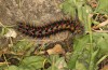 Chondrostega vandalicia: Mature larva in spring (e.l. rearing, Central Spain, Sierra de Gredos, young larvae in mid-October 2021) [S]