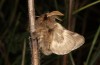 Chondrostega vandalicia: Male (e.l. rearing, Spain, Sierra de Gredos, young larvae in mid-October 2021) [S]