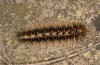 Chondrostega vandalicia: Mature larva in spring (e.l. rearing, Central Spain, Sierra de Gredos, young larvae in mid-October 2021) [S]