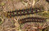 Chondrostega vandalicia: Mature female and male larva in spring (e.l. rearing, Central Spain, Sierra de Gredos, young larvae in mid-October 2021) [S]