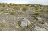 Chondrostega vandalicia: Habitat in 1500m in late March (Sierra de Gredos, 27. March 2022) [N]