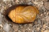 Chondrostega vandalicia: Male pupa. cocoon removed (e.l. rearing, Central Spain, Sierra de Gredos, young larvae in mid-October 2021) [S]