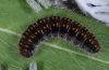 Lemonia taraxaci: Half-grown larva (Simplon, early July 2008) [M]