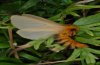 Lemonia taraxaci: Adult in daunting position [S]