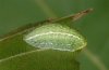 Apoda limacodes: Half-grown larva (eastern Swabian Alb, Southern Germany, September 2010) [M]