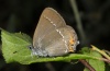 Satyrium acaciae: Adult (e.l. Provence, France) [S]