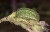 Polyommatus admetus: Larva (N-Greece, Katara mountain pass, early June 2021) [N]