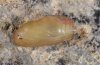 Polyommatus agestis: Pupa [S]