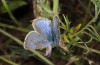 Glaucopsyche alexis: Male (Greece, Peloponnese, Chelmos, late May 2017) [N]