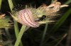 Glaucopsyche alexis: Larva on Onobrychis (Greece, Peloponnese, Chelmos, late May 2017) [N]