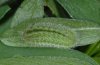 Polyommatus amandus: Raupe nach der letzten Häutung (Ostalb, Mai 2008) [M]