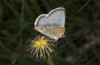 Polyommatus anteros: Männchen (NW-Bulgarien, Oblast Sofia, Gubesh, Anfang Juni 2018) [N]