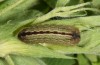 Polyommatus argus: Larva (e.o. rearing, SW-Germany, Kempter Wald, oviposition in July 2020, spring 2021) [S]