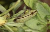 Polyommatus argus: Raupe (e.o. Kempter Wald, Eiablage im Juli 2020, Frühjahr 2021) [S]