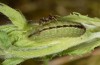 Polyommatus argus: Raupe (e.o. Kempter Wald, Eiablage im Juli 2020, Frühjahr 2021) [S]
