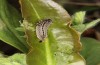 Polyommatus argus: Larva on Limonium (E-Romania, Berca, May 2021) [N]