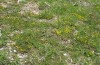 Polyommatus argus: Larval habitat with Hippocrepis (S-Germany, Swabian Alb, 12. May 2008) [N]