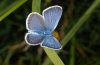 Polyommatus argus: Male (eastern Swabian Alb, Southern Germany) [N]