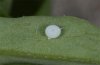 Polyommatus argyrognomon: Ovum [N]