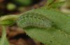 Polyommatus artaxerxes: Half-grown larva (e.o.Nockalmberge) [S]