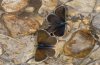 Polyommatus artaxerxes: Males (Nockalmberge, Austrian Alps, 2000 m above sea level) [N]