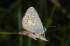 Polyommatus artaxerxes: Lower side (Nockalmberge) [N]