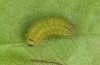 Callophrys avis: Halbwüchsige Raupe (e.o. Provence, Eiablage im April 2021) [S]