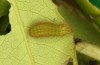 Callophrys avis: Half-grown larva (e.o. rearing, France, Provence, oviposition in April 2021) [S]