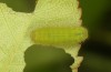 Callophrys avis: Larva in the penultimate instar (e.o. rearing, France, Provence, oviposition in April 2021) [S]