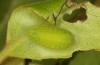 Callophrys avis: Raupe im vorletzten Stadium (e.o. Provence, Eiablage im April 2021) [S]