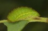 Callophrys avis: Raupe im letzten Stadium (e.o. Provence, Eiablage im April 2021) [S]