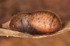 Callophrys avis: Pupa (e.o. rearing, France, Provence, oviposition in April 2021) [S]