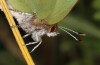 Callophrys avis: Falter (e.o. Provence, Eiablage im April 2021) [S]