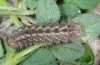 Tomares ballus: Larva (e.o. rearing ex Andalusia, oviposition in late March 2015) [S]