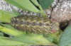 Tomares ballus: Larva (e.o. rearing ex Andalusia, oviposition in late March 2015) [S]