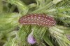 Scolitantides baton: Larva in the penultimate instar (SW-Germany, Black Forest)