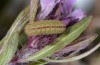 Scolitantides baton: Half-grown larva (Provence, Rians, late May 2015) [S]