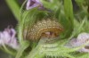 Scolitantides baton: Half-grown larva (SW-Germany, Black Forest)