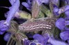 Scolitantides bavius: Larva in the final instar (e.o. rearing, Romania, Cluij-Napoca, egg found in early May 2021) [S]