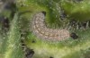 Scolitantides bavius: Larva in the third instar (e.o. rearing, Romania, Cluij-Napoca, egg found in early May 2021) [S]