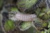 Scolitantides bavius: Larva in the third instar (e.o. rearing, Romania, Cluij-Napoca, egg found in early May 2021) [S]