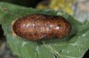 Thecla betulae: Pupa (e.l. Illerbeuren 2014) [S]