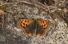 Lycaena bleusei: Weibchen (Spanien, Avila, Sierra de Gredos, Cuevas del Valle, 30. April 2024) [N]