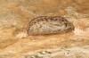 Lycaena bleusei: Puppe (e.o. Spanien, Avila, Sierra de Gredos, Cuevas del Valle, Eiablage 30. April 2024) [S]