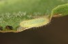 Lycaena bleusei: Raupe L2 (e.o. Spanien, Avila, Sierra de Gredos, Cuevas del Valle, Eiablage 30. April 2024) [S]
