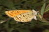 Lycaena bleusei: Weibchen (Spanien, Avila, Sierra de Gredos, Cuevas del Valle, 30. April 2024) [N]