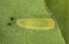 Lycaena bleusei: Raupe L2 (e.o. Spanien, Avila, Sierra de Gredos, Cuevas del Valle, Eiablage 30. April 2024) [S]