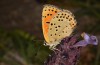 Lycaena bleusei: Weibchen (Spanien, Avila, Sierra de Gredos, Cuevas del Valle, 30. April 2024) [N]