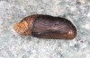 Lycaena bleusei: Puppe vor dem Schlupf (e.o. Spanien, Avila, Sierra de Gredos, Cuevas del Valle, Eiablage 30. April 2024) [S]